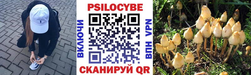 Галлюциногенные грибы Cubensis Свободный